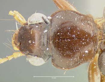 Media type: image;   Entomology 34666 Aspect: pronotum dorsal